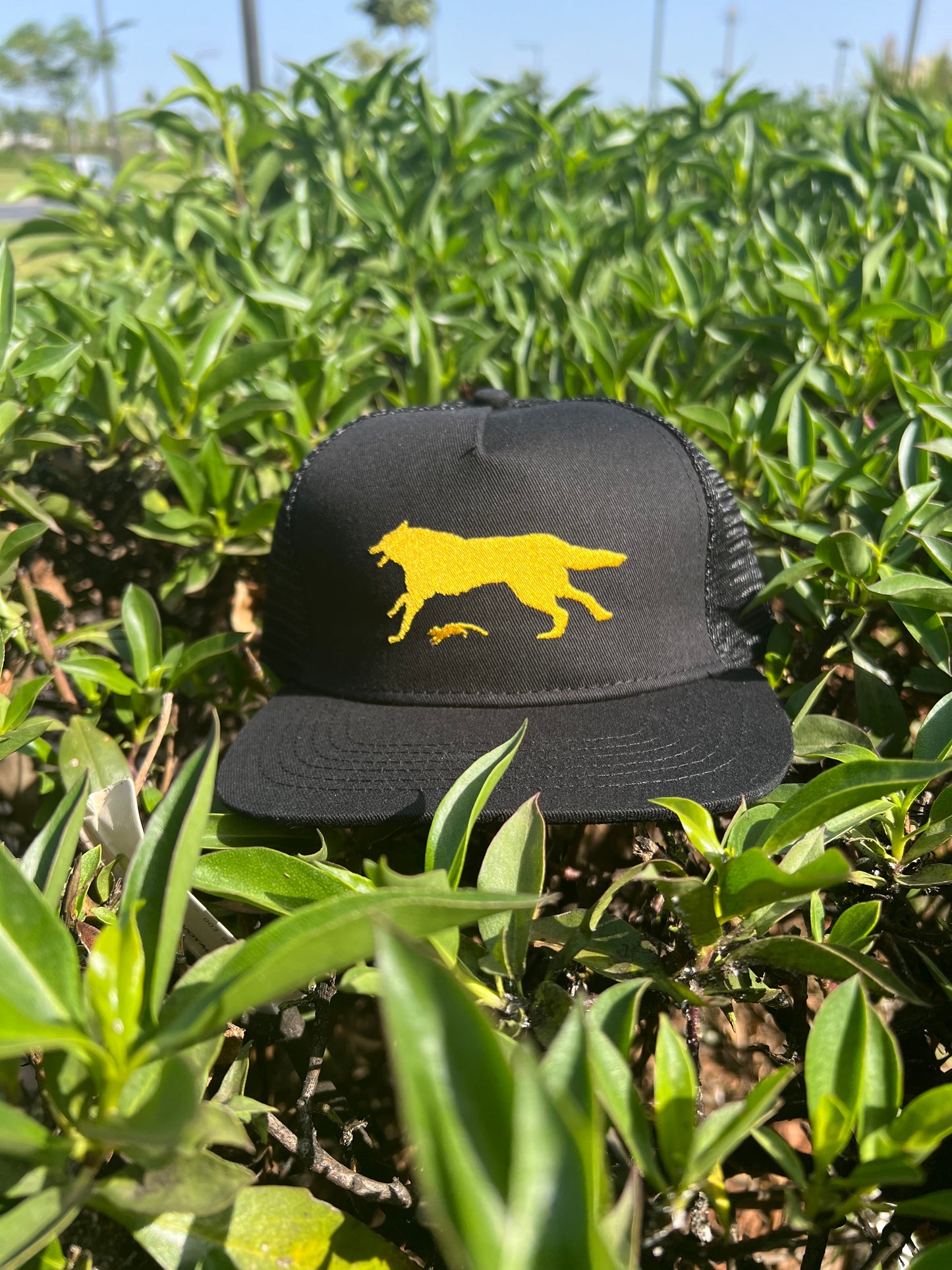 Yellow Wolf Black Cap