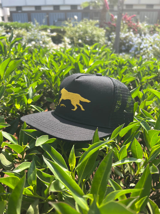 Yellow Wolf Black Cap