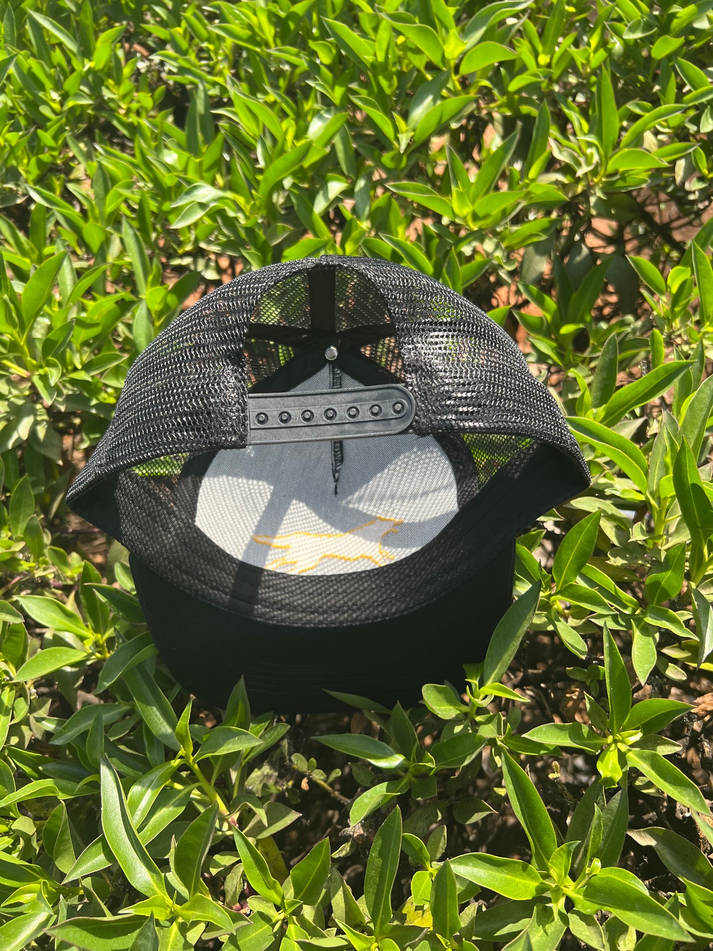 Yellow Wolf Black Cap