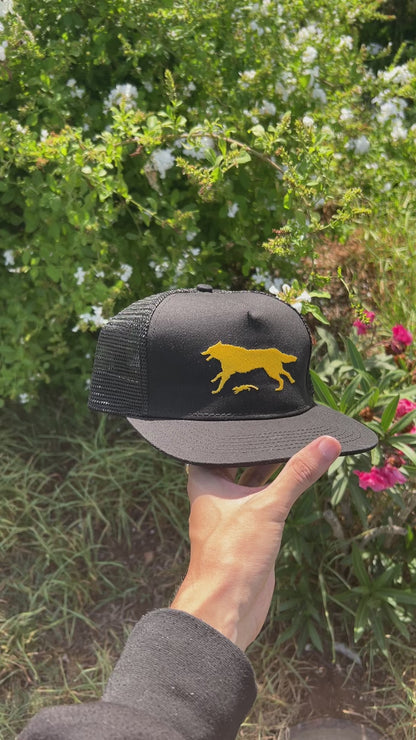 Yellow Wolf Black Cap